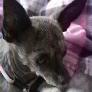 Meet your Posher, Belinda