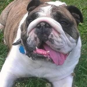 Meet your Posher, Hector