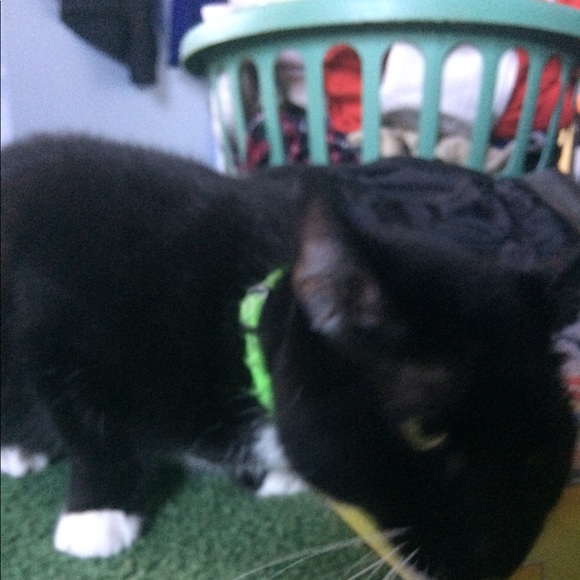 Meet your Posher, Nathan - Picture 9 of 9