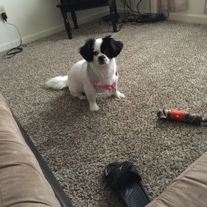 Meet your Posher, Geneva