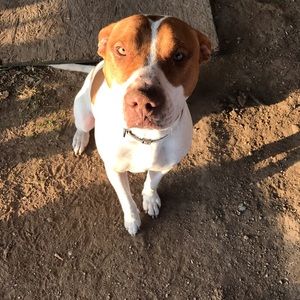 Meet your Posher, Noe