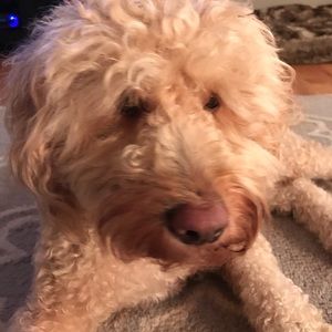 Meet your Posher, Allison