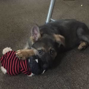 Meet your Posher, Hannah