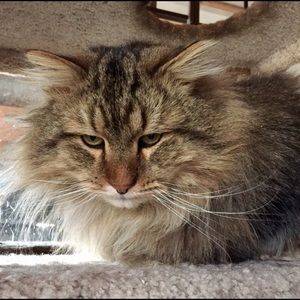 Meet your Posher, Paula