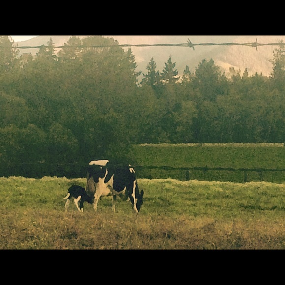 Meet your Posher, Emily - Picture 4 of 8