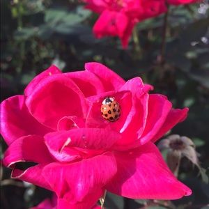 Meet your Posher, Kira