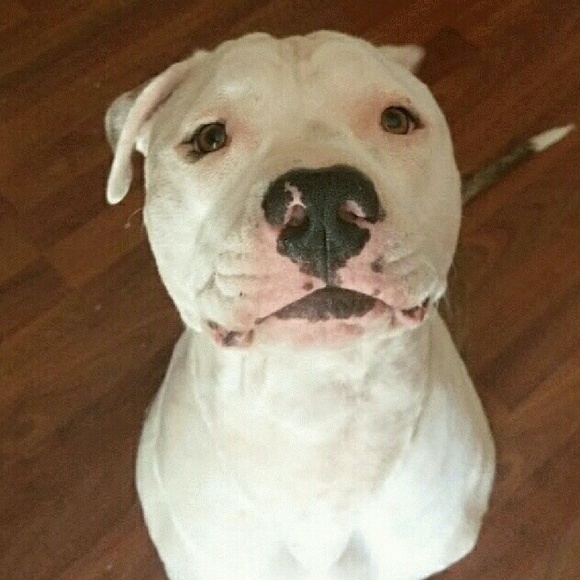 Meet your Posher, Chase - Picture 1 of 1