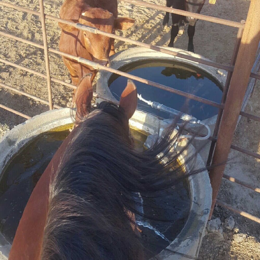 Meet your Posher, Candace