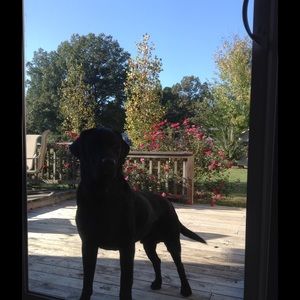 Meet your Posher, Reagan