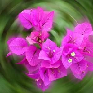 Meet your Posher, Wanda