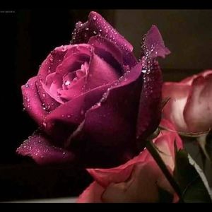 Meet your Posher, Valisa