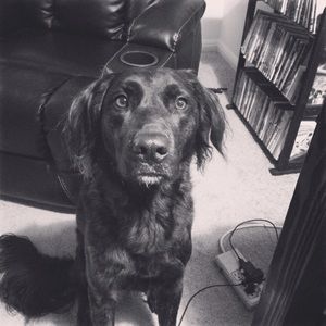 Meet your Posher, Rocky