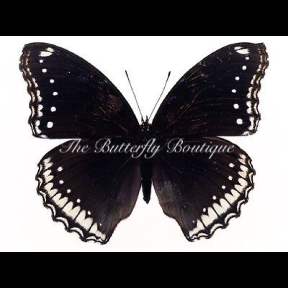 Meet your Posher, Mickey - Picture 2 of 3