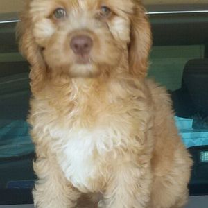 Meet your Posher, Jewel