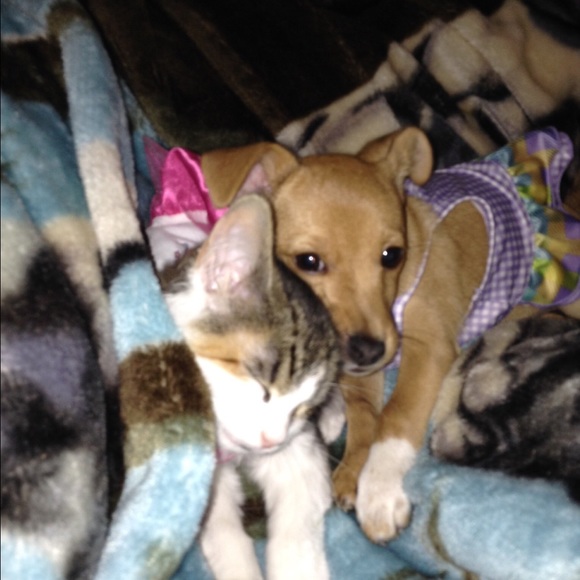 Meet your Posher, Stacia - Picture 1 of 1