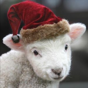 Merry Christmas lambies!