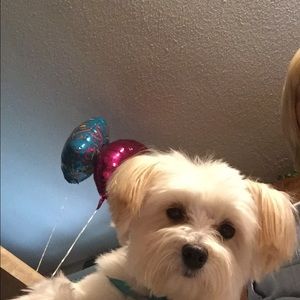 Meet your Posher, Hollie