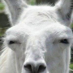 Meet your Posher, Mayra