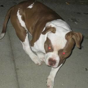 Meet your Posher, Jose