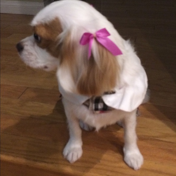 Meet your Posher, Karen