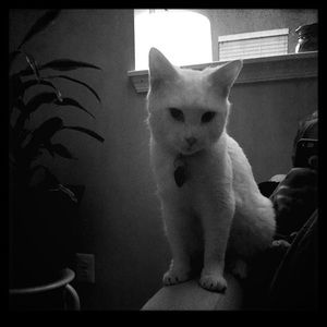 Meet your Posher, Chad