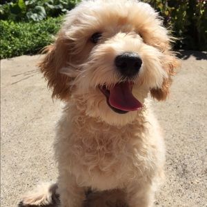 Meet your Posher, Ann