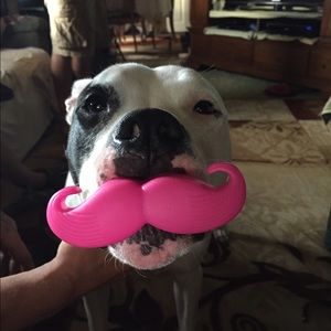 Meet your Posher, Harry