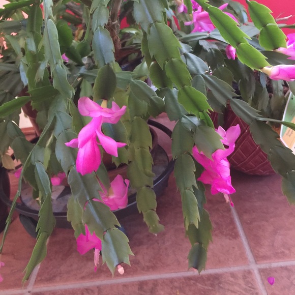 Meet your Posher, Ledora