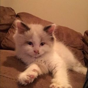 Meet your Posher, Josh