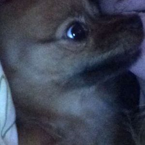 Meet your Posher, Joey