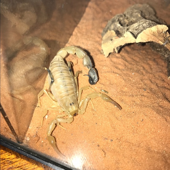 Meet your Posher, Mauro