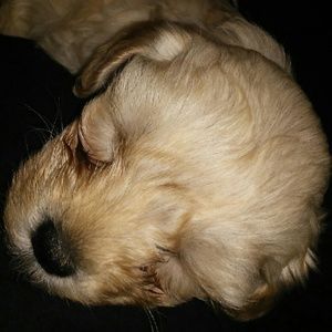 Meet your Posher, Breanna