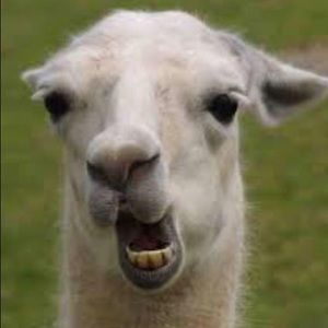 Meet your Posher, Jose