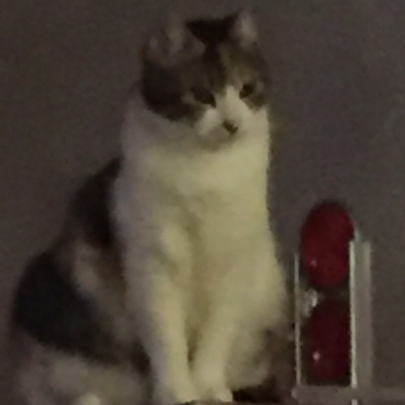 Meet your Posher, Monica - Picture 1 of 1