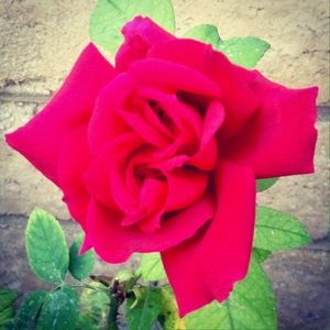 Meet your Posher, Aja