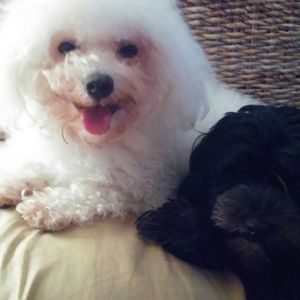 Meet your Posher, Franklin