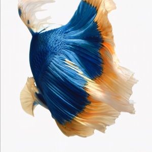 Meet your Posher, Jade