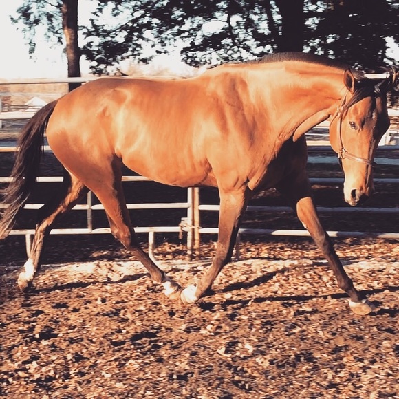 Meet your Posher, Kayla - Picture 4 of 4