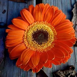 Meet your Posher, Terry