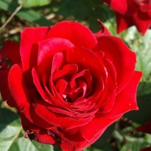 Meet your Posher, Jaylynn