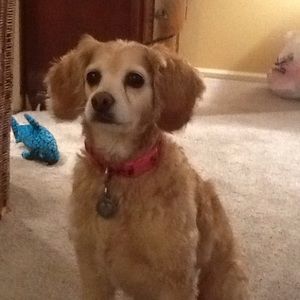 Meet your Posher, Rory