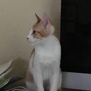 Meet your Posher, Nicci