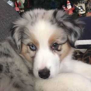 Meet your Posher, Annie