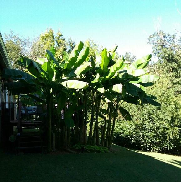 Meet your Posher, Misty - Picture 2 of 3