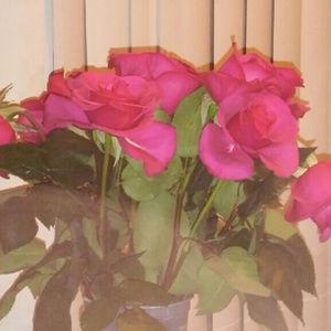 Meet your Posher, Sylvia