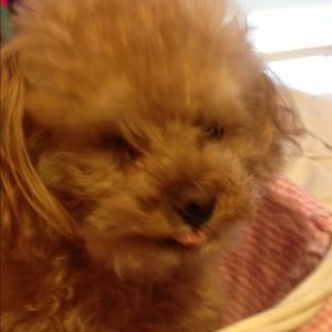 Meet your Posher, Kymberlee