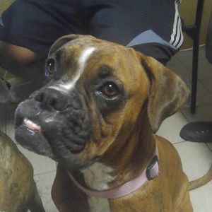 Meet your Posher, David