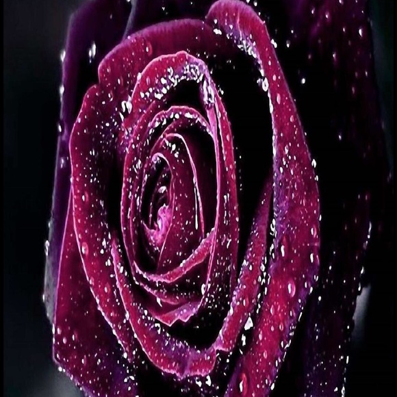 Meet your Posher, Hafsa - Picture 1 of 1