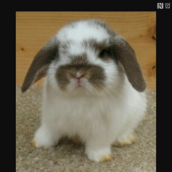 Meet your Posher, Ana - Picture 1 of 1