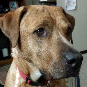 Meet your Posher, Barbara